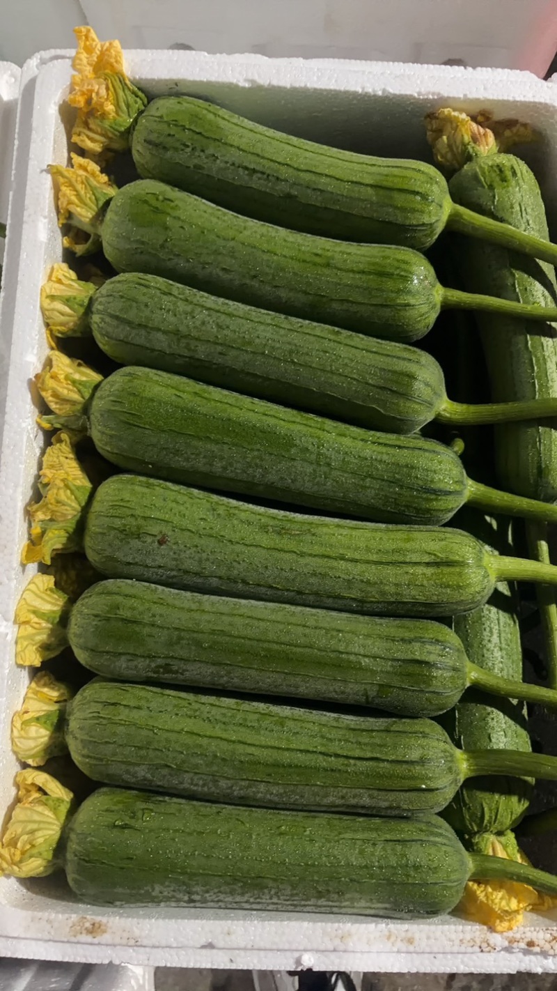 嘉兴精品肉丝瓜大量上市，头茬采摘，今天条形好，花好