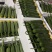 嘉兴精品肉丝瓜大量上市，头茬采摘，今天条形好，花好
