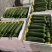 嘉兴精品肉丝瓜大量上市，头茬采摘，今天条形好，花好