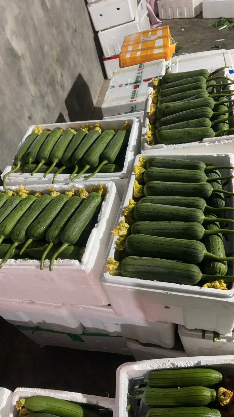 嘉兴精品肉丝瓜大量上市，头茬采摘，今天条形好，花好