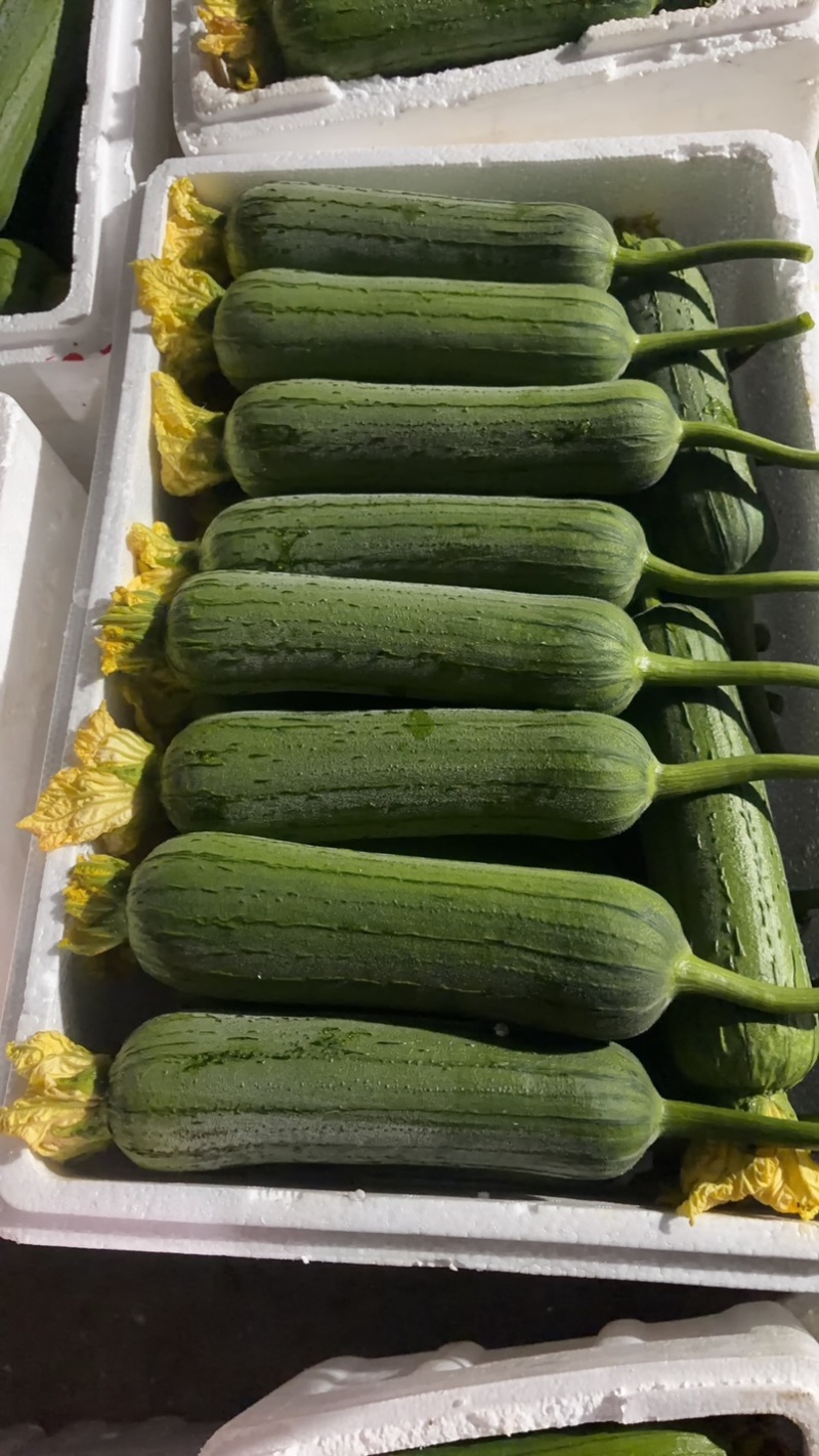嘉兴精品肉丝瓜大量上市，头茬采摘，今天条形好，花好