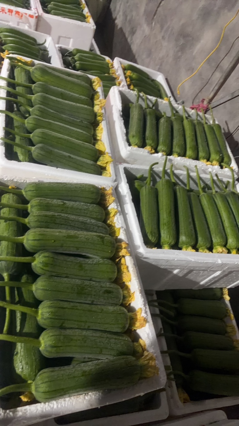 嘉兴精品肉丝瓜大量上市，头茬采摘，今天条形好，花好