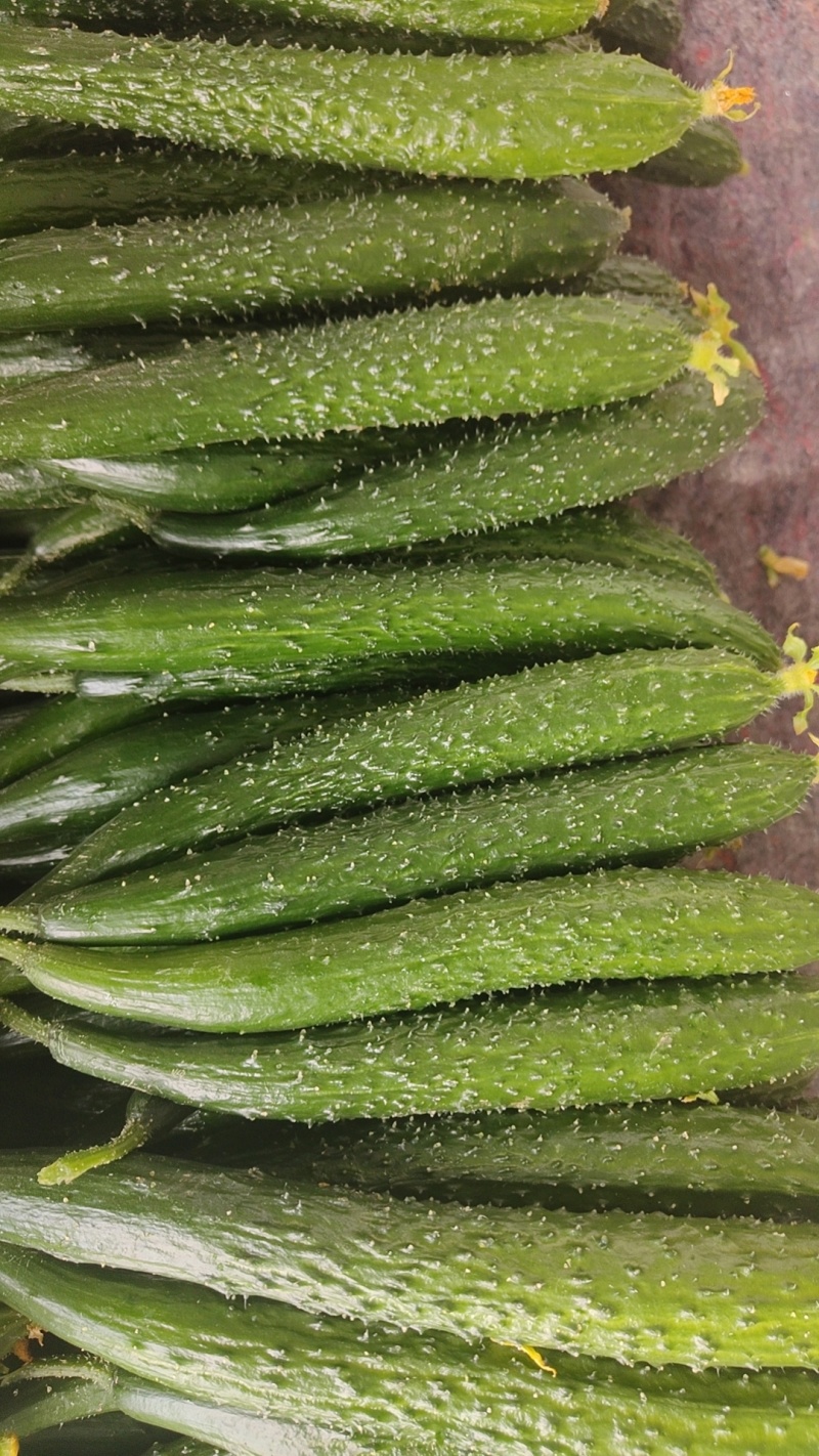 刺黄瓜