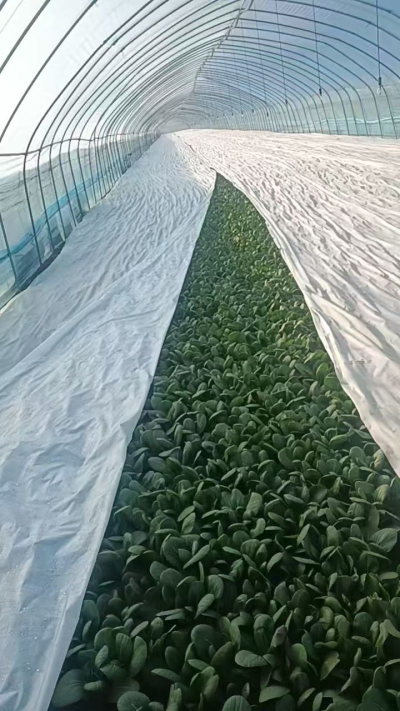 无纺布蔬菜防寒保温无纺布草坪覆盖无纺布育苗育秧无纺布