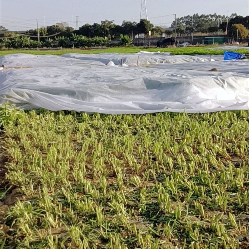 无纺布蔬菜防寒保温无纺布草坪覆盖无纺布育苗育秧无纺布