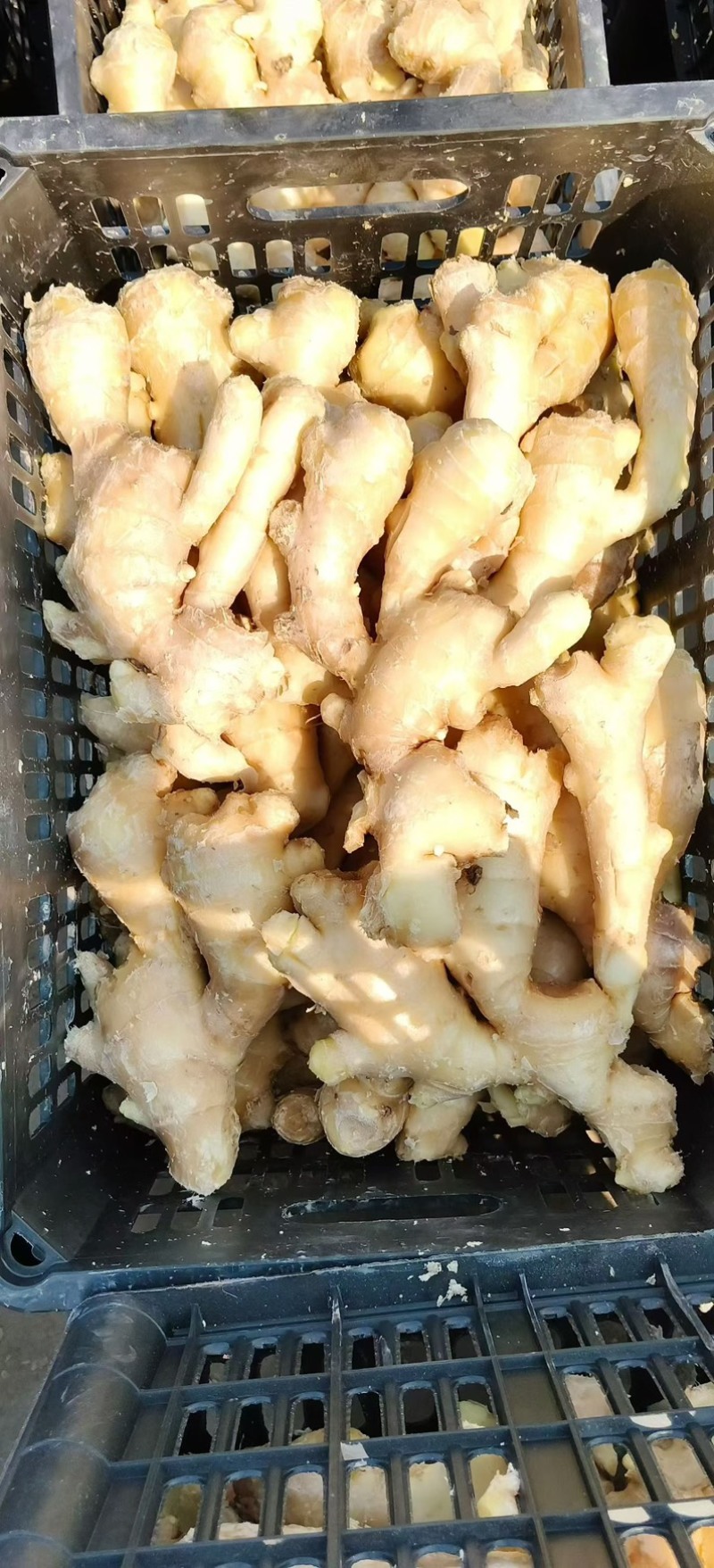 精品大黄姜块大颜色好辛辣味十足一手货源坏烂包赔全国发货