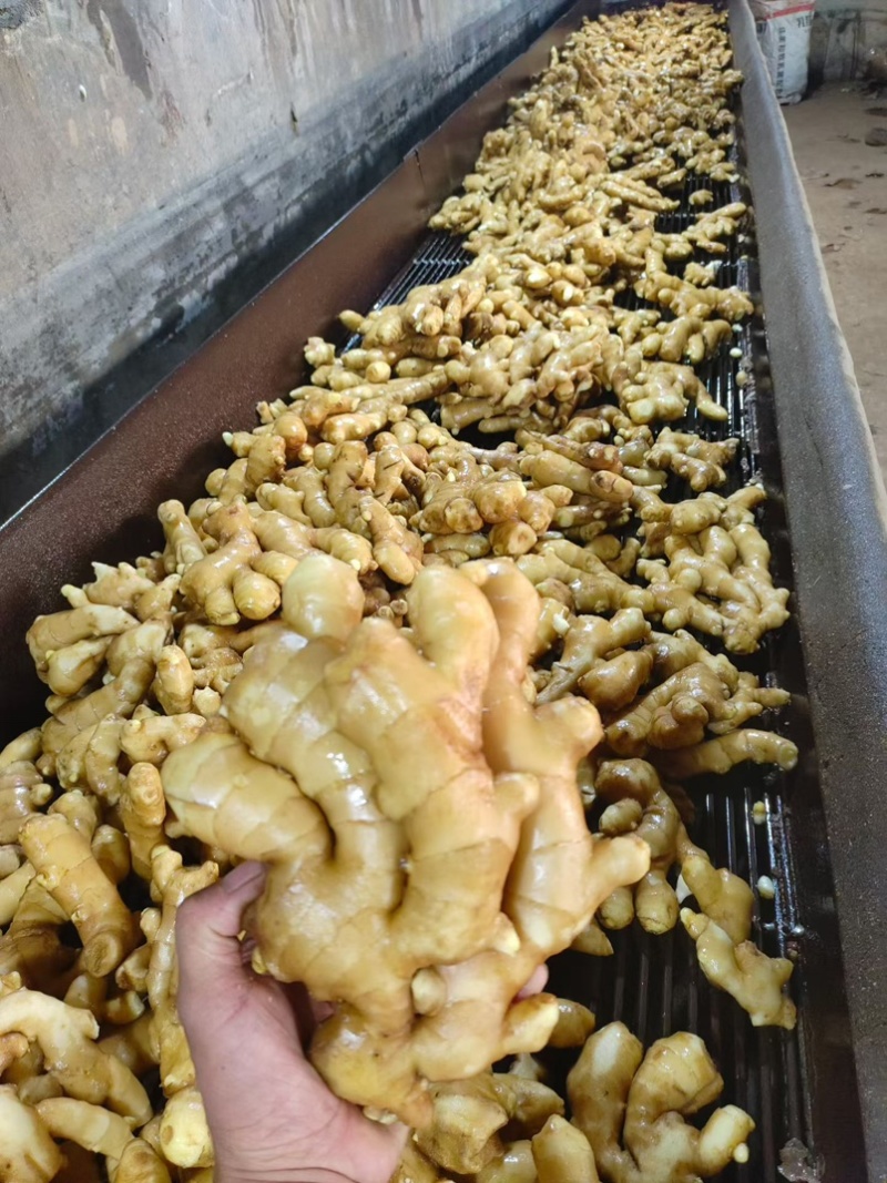 精品大黄姜块大颜色好辛辣味十足一手货源坏烂包赔全国发货