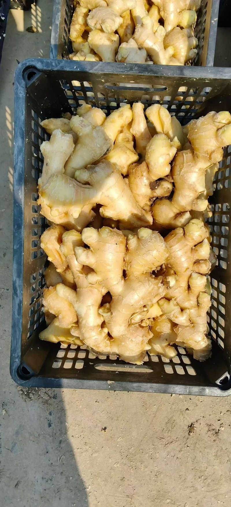 精品大黄姜块大颜色好辛辣味十足一手货源坏烂包赔全国发货