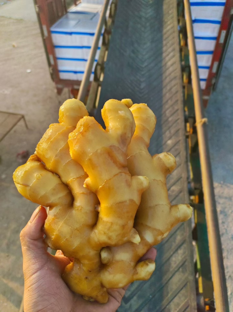 精品大黄姜块大颜色好辛辣味十足一手货源坏烂包赔全国发货