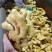 精品大黄姜块大颜色好辛辣味十足一手货源坏烂包赔全国发货