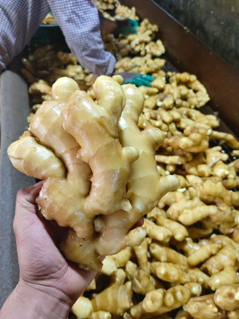 精品大黄姜块大颜色好辛辣味十足一手货源坏烂包赔全国发货