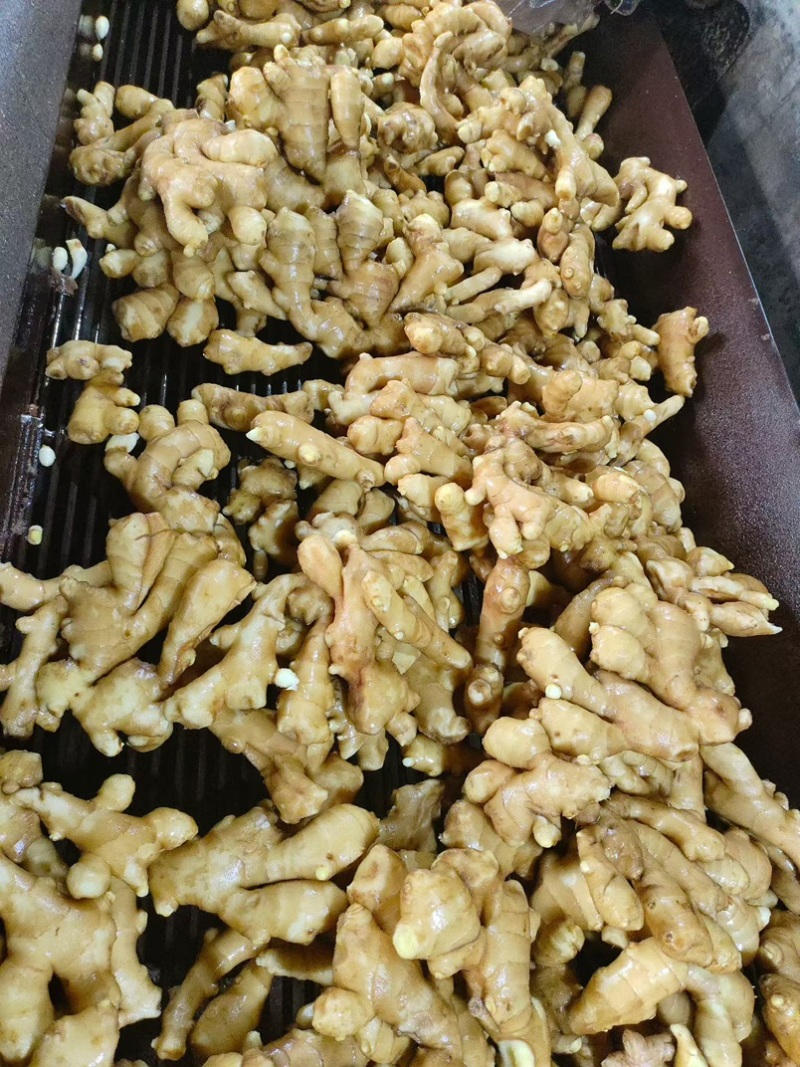 精品大黄姜块大颜色好辛辣味十足一手货源坏烂包赔全国发货