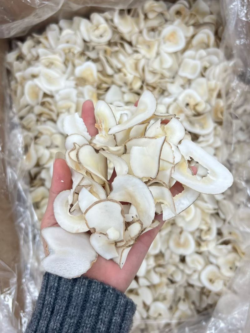 海底椰片新货全白10年信誉广州店售后无忧