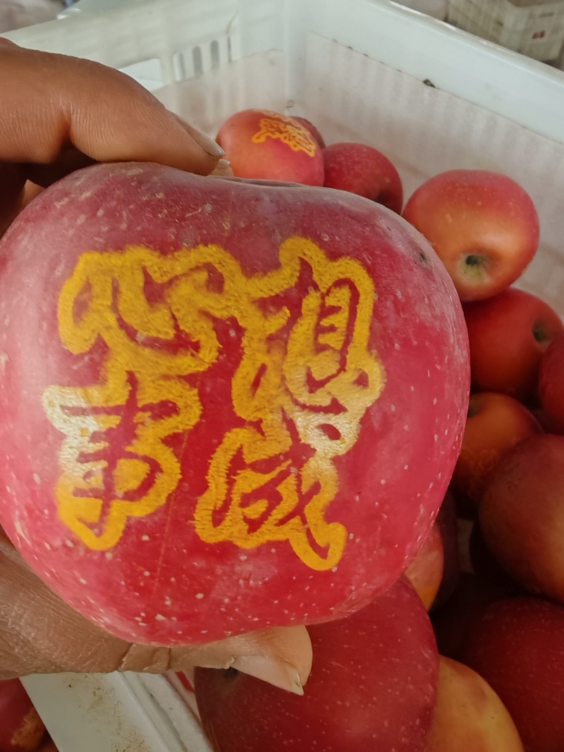 新年带字苹果，红富士带字苹果，产地直发，欢迎过来考察合作