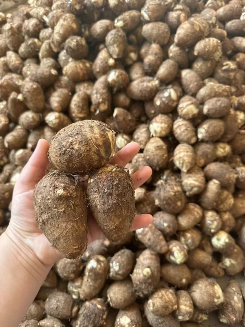 山东8520芋头牛奶芋头毛芋头市场电商品质保证