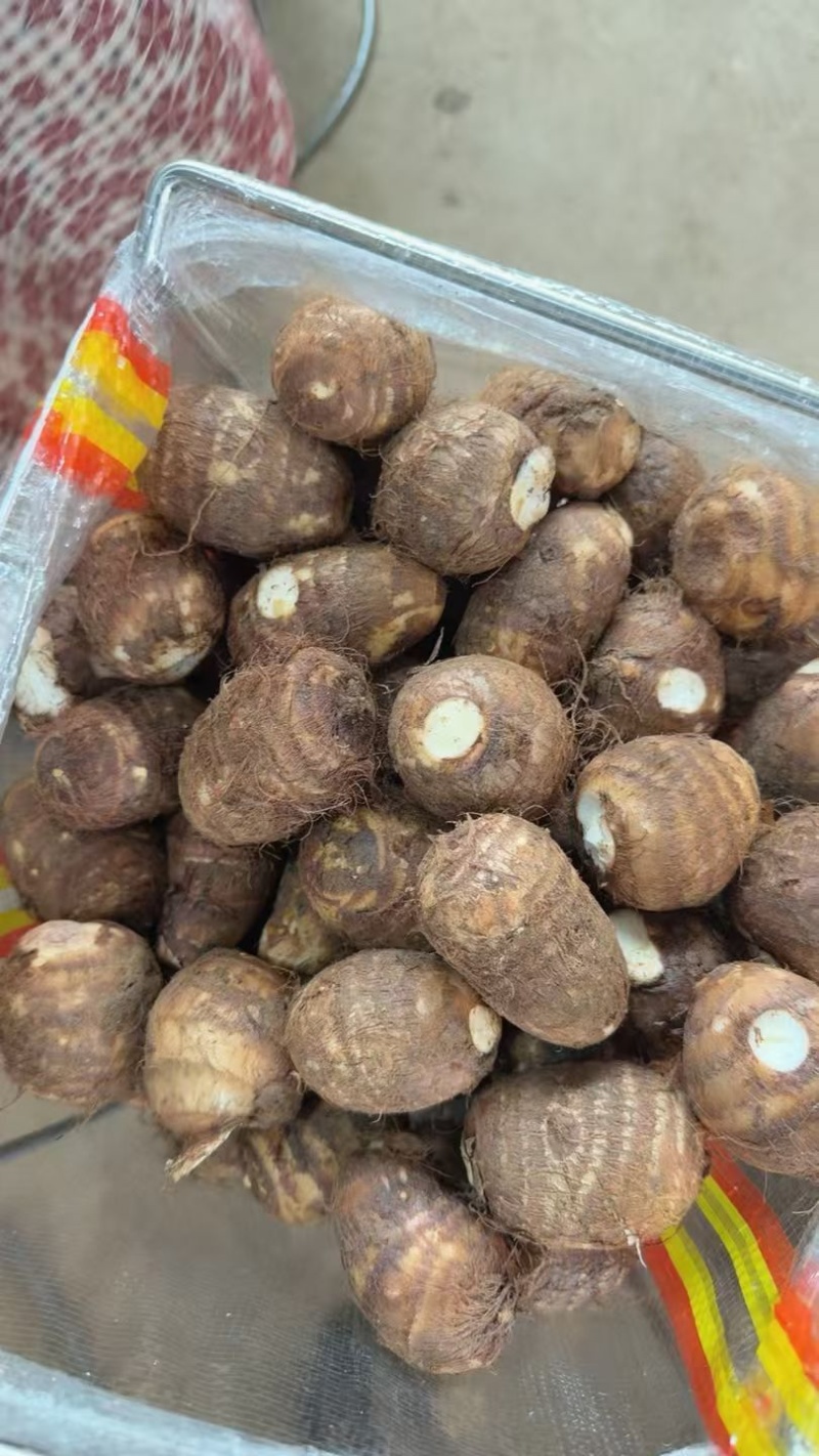 山东8520芋头牛奶芋头毛芋头市场电商品质保证