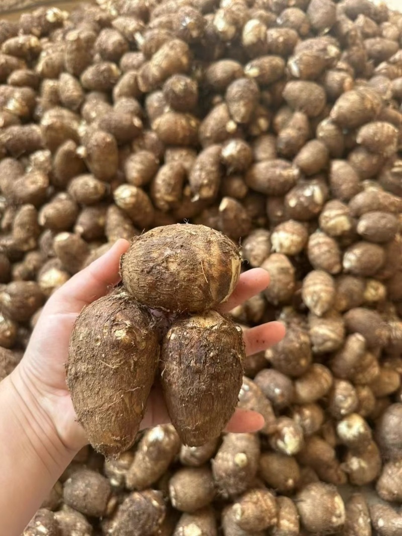 山东8520芋头牛奶芋头毛芋头市场电商品质保证