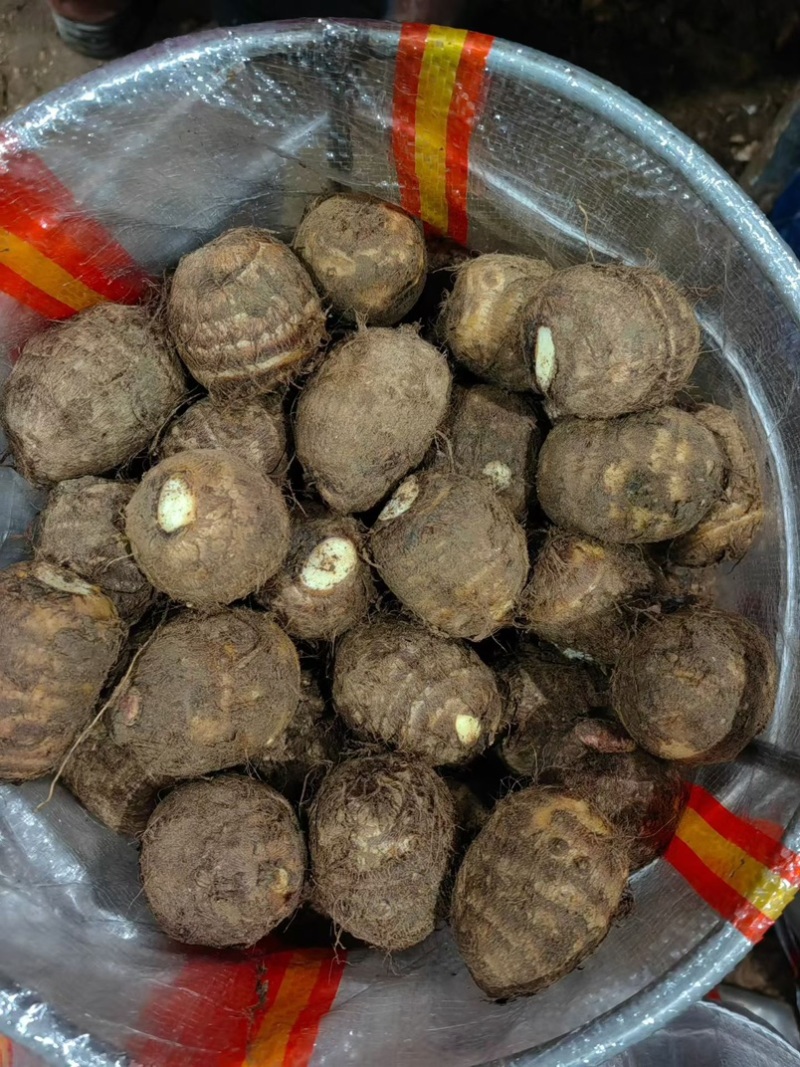山东8520芋头牛奶芋头毛芋头市场电商品质保证