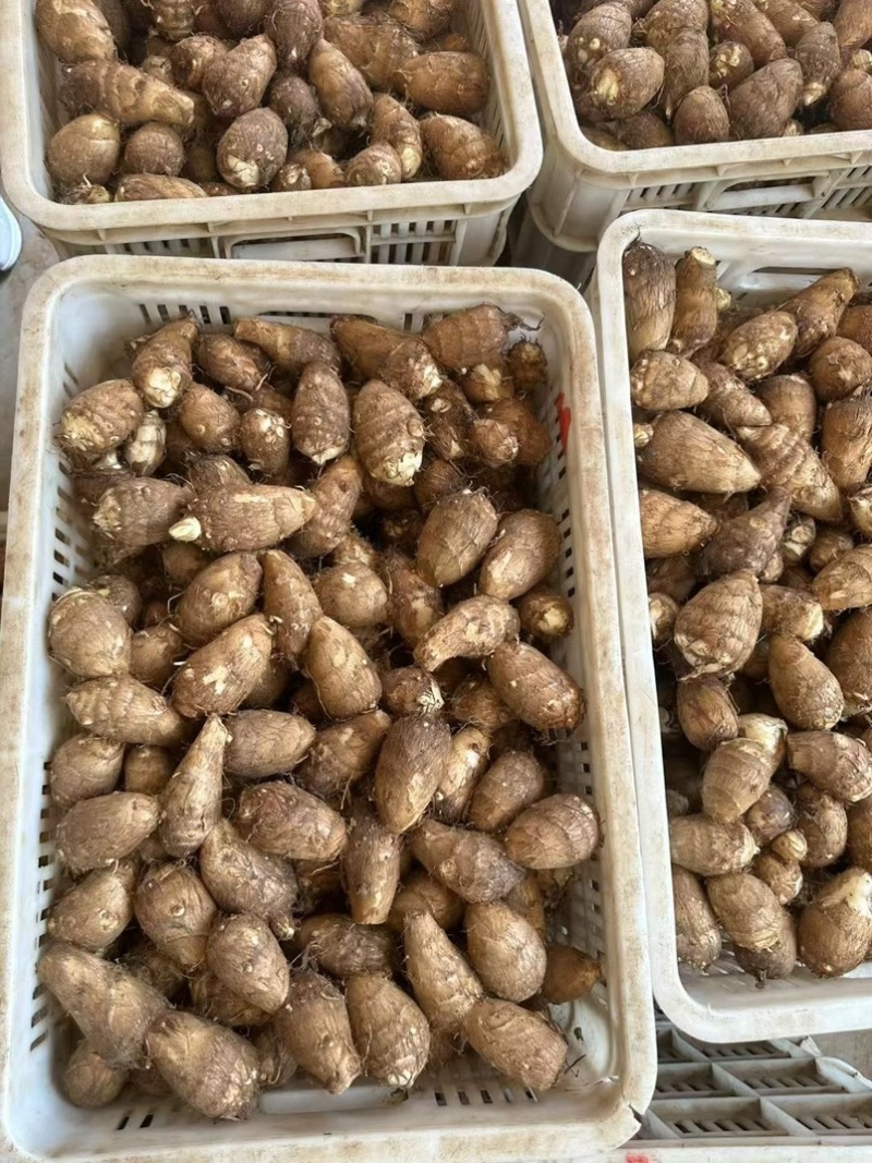 山东8520芋头牛奶芋头毛芋头市场电商品质保证