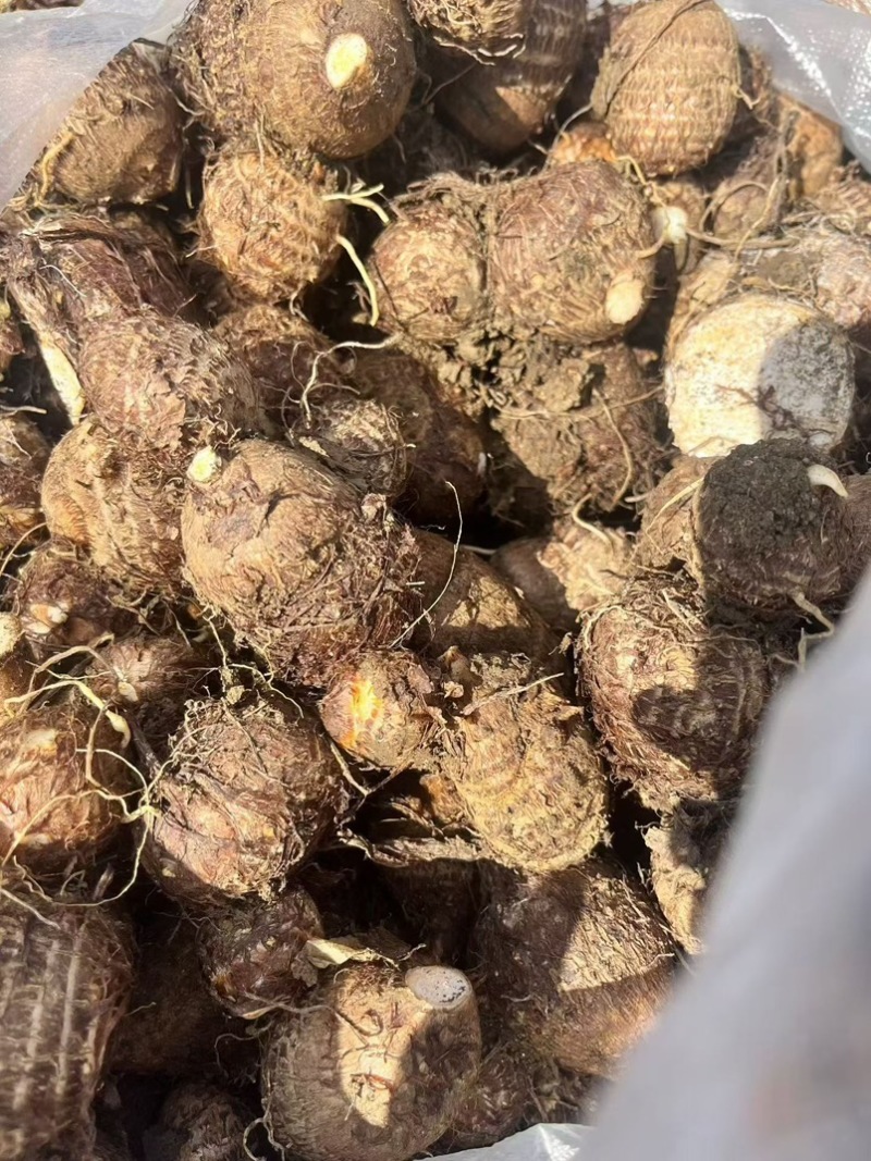 山东8520芋头牛奶芋头毛芋头市场电商品质保证
