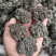 猴头菌，猴头菇现货供应，猴脑菌猴脑菇，大个头黑货猴脑菇