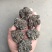 猴头菌，猴头菇现货供应，猴脑菌猴脑菇，大个头黑货猴脑菇
