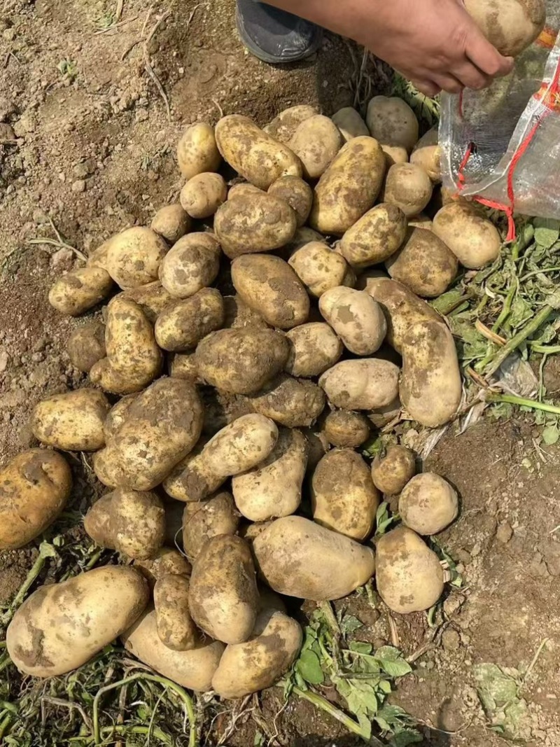 荷兰十五土豆黄皮黄心V7货源稳定价格优惠品质保障