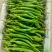 新苗2307软皮椒，大量上市，基地种植，量大从优