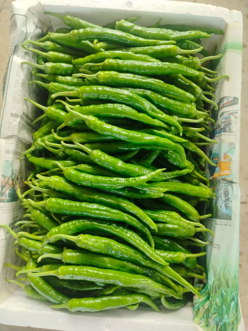 新苗2307软皮椒，大量上市，基地种植，量大从优