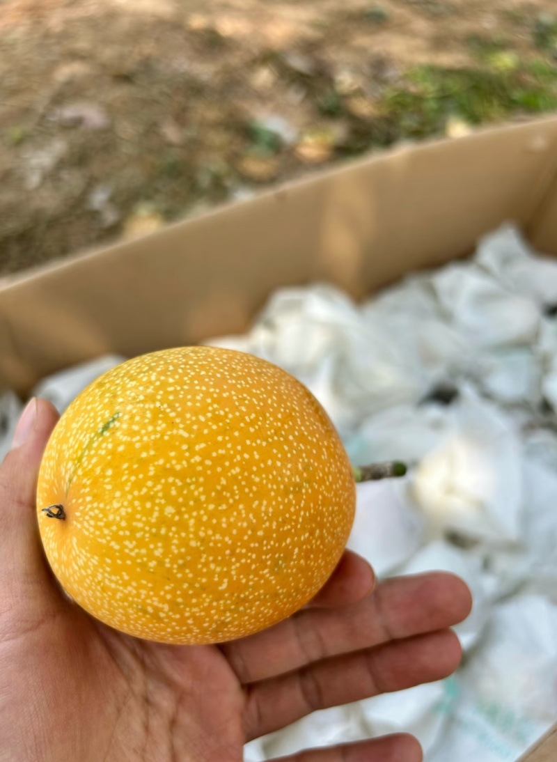 哥伦比亚热情果