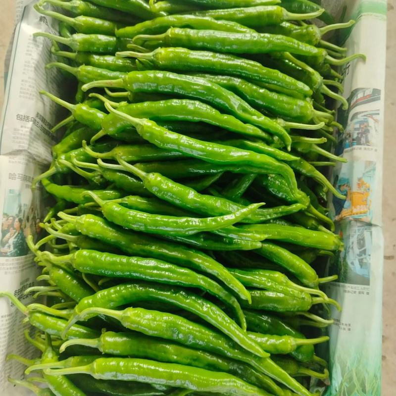 新苗2307软皮椒，大量上市，基地种植，量大从优