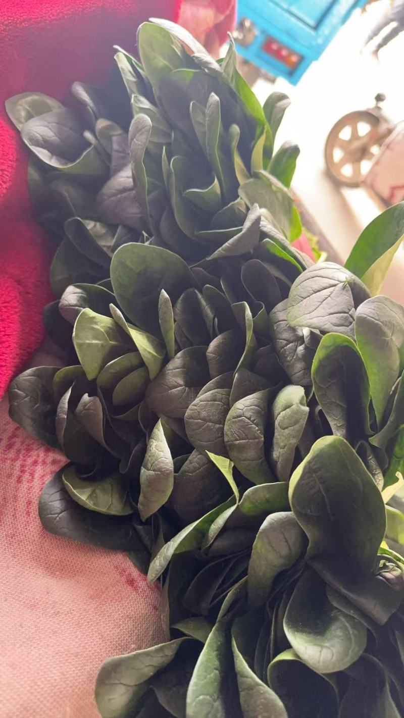 菠菜菠菜大量上市