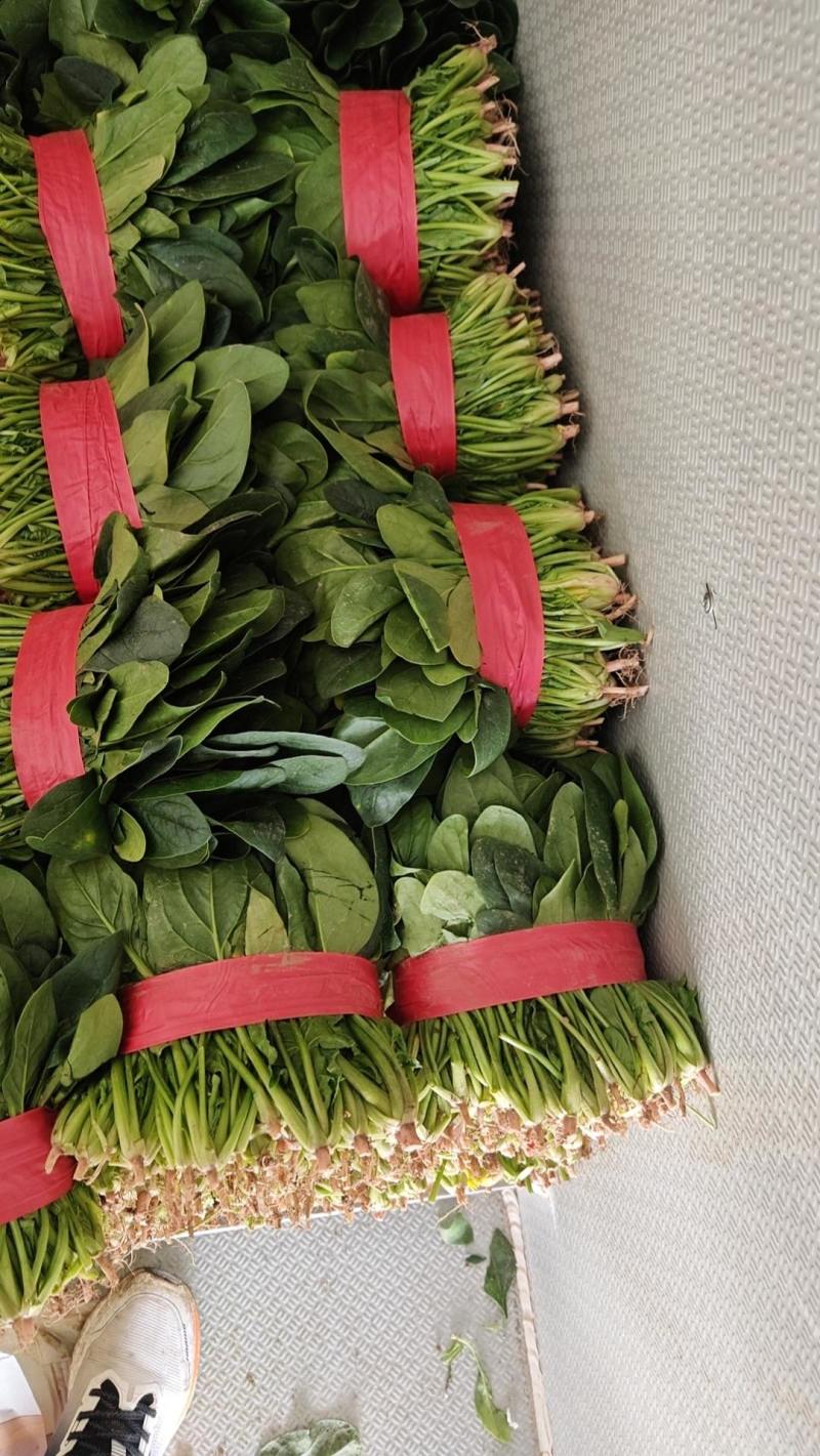 菠菜菠菜大量上市