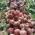 山东精品紫皮洋葱大量上市产地直发价格便宜保质保量