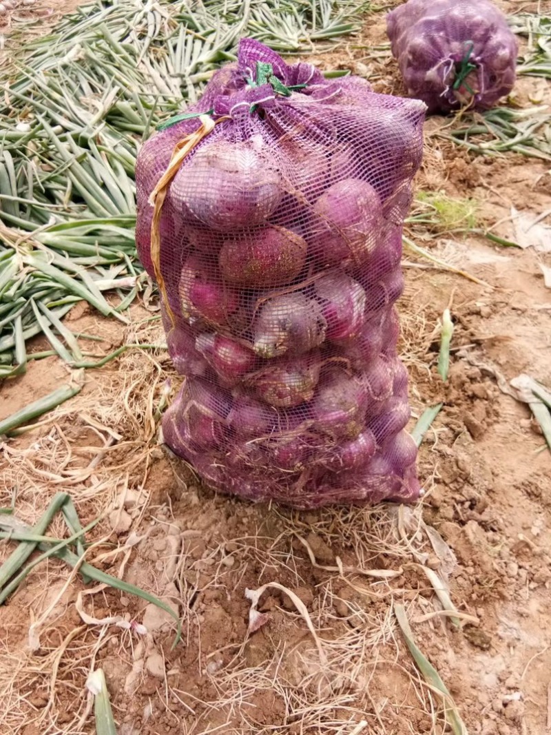 山东精品紫皮洋葱大量上市产地直发价格便宜保质保量