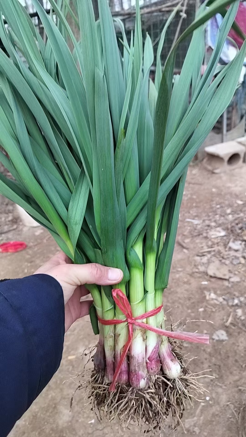 精品红根蒜苗青蒜蒜苗大蒜叶四季蒜苗商超，市场电商一件代发