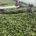 各种嫁接大龙绿茄线茄直根茄子苗苗场直供