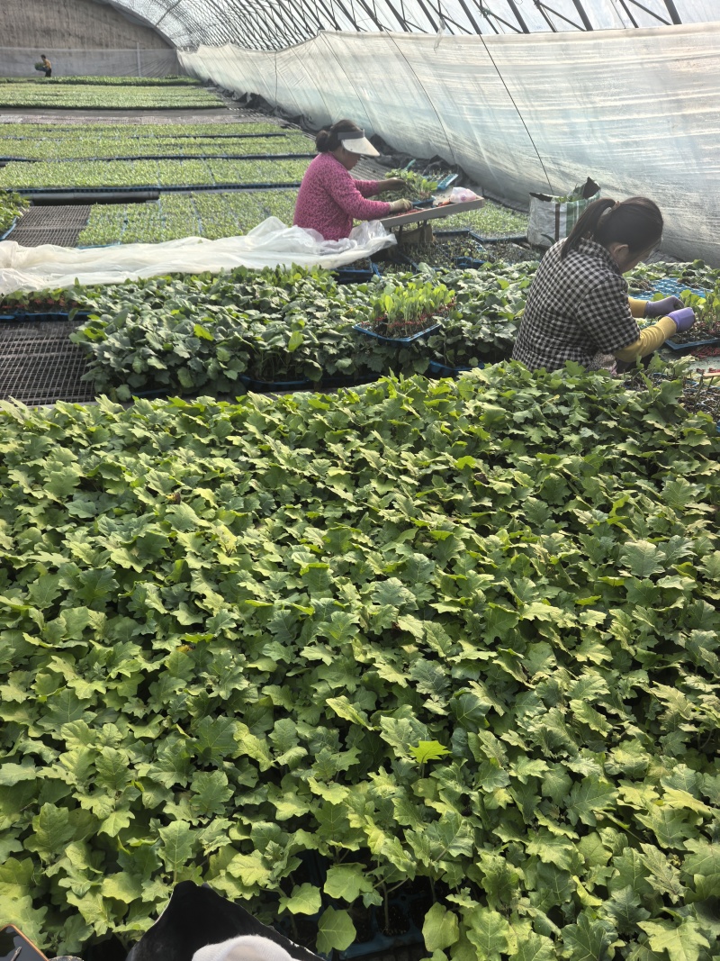各种嫁接大龙绿茄线茄直根茄子苗苗场直供
