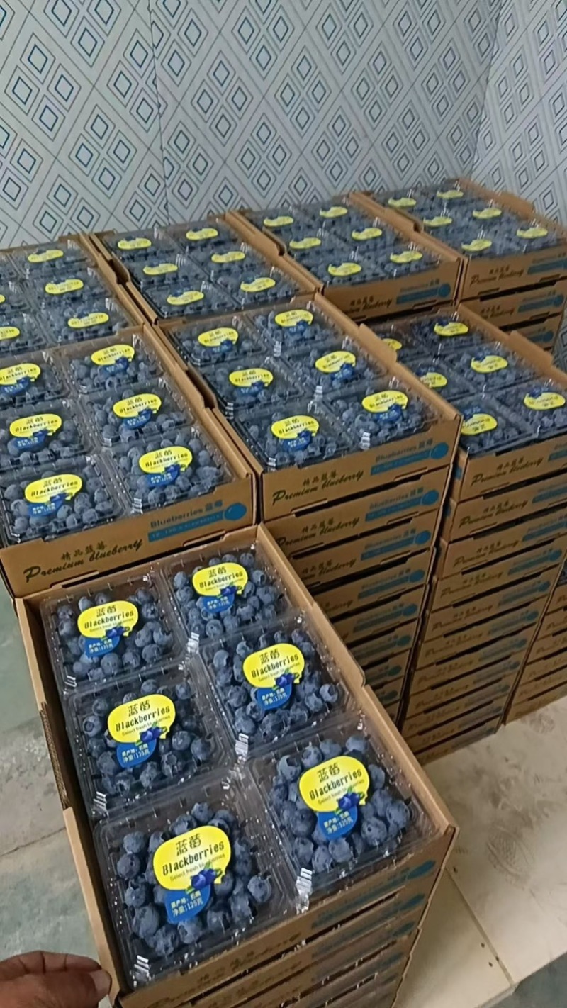 山东头茬蓝莓莱克西博雾L25优瑞卡云雀果厚糖分高
