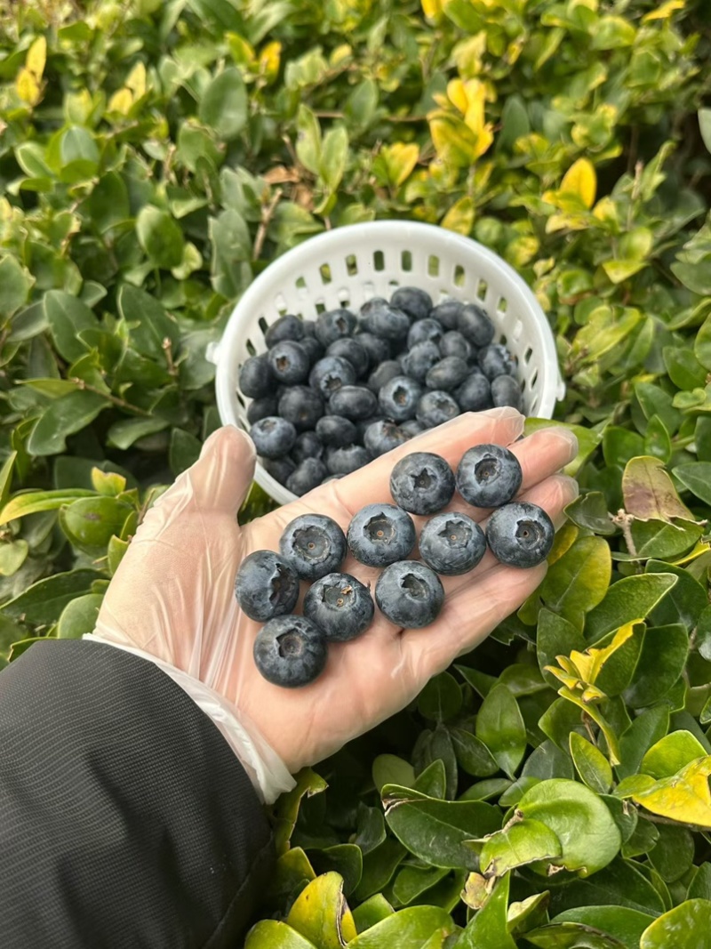 山东头茬蓝莓莱克西博雾L25优瑞卡云雀果厚糖分高