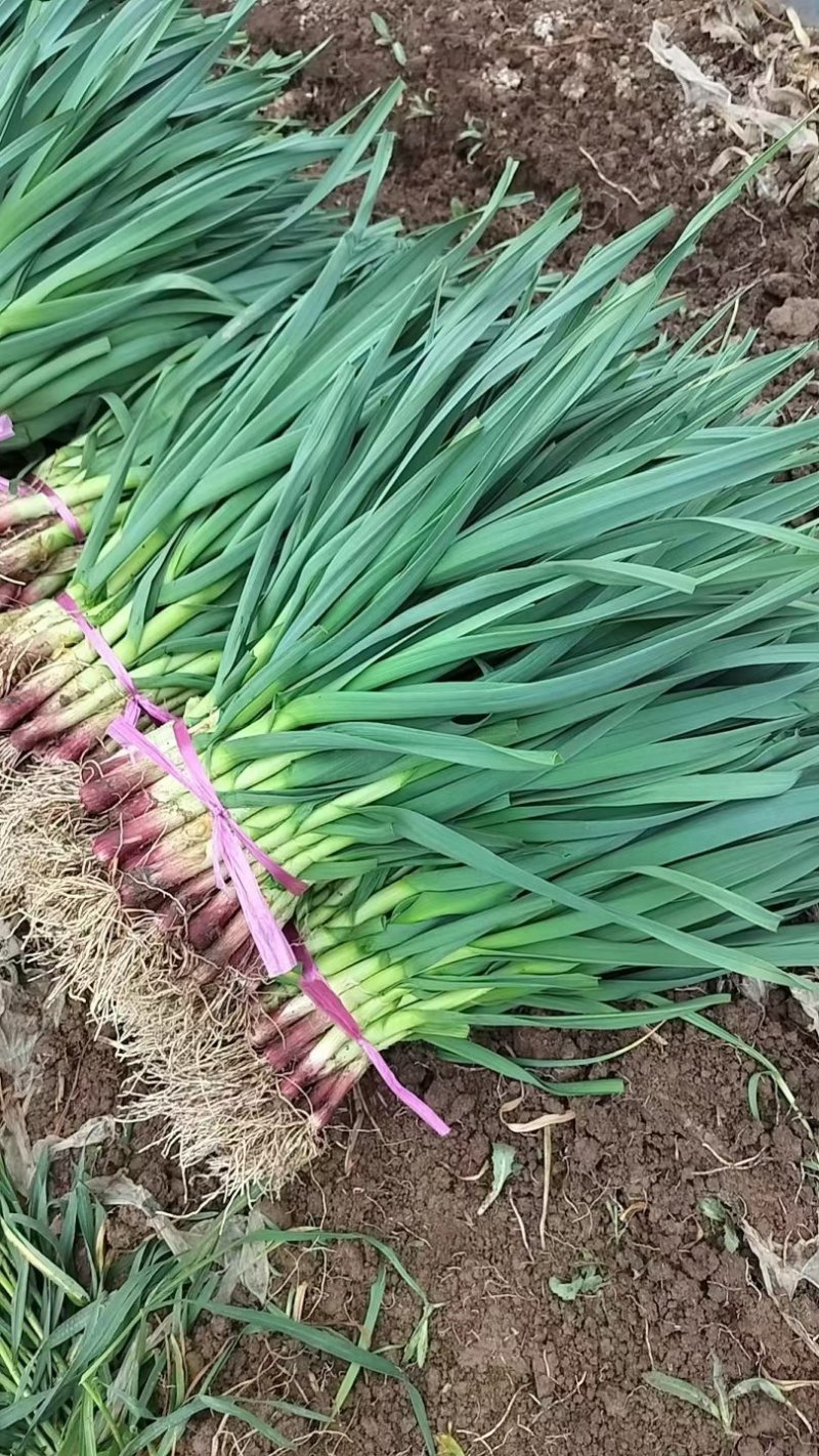 精品蒜苗四季蒜苗红根蒜苗大蒜叶青蒜商超市场电商对接一件代