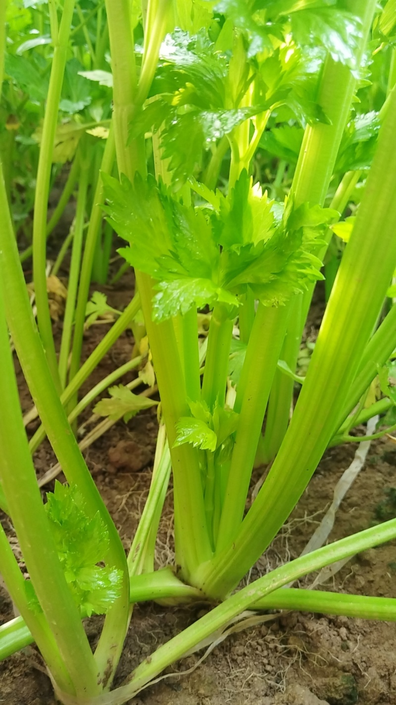 温室芹菜