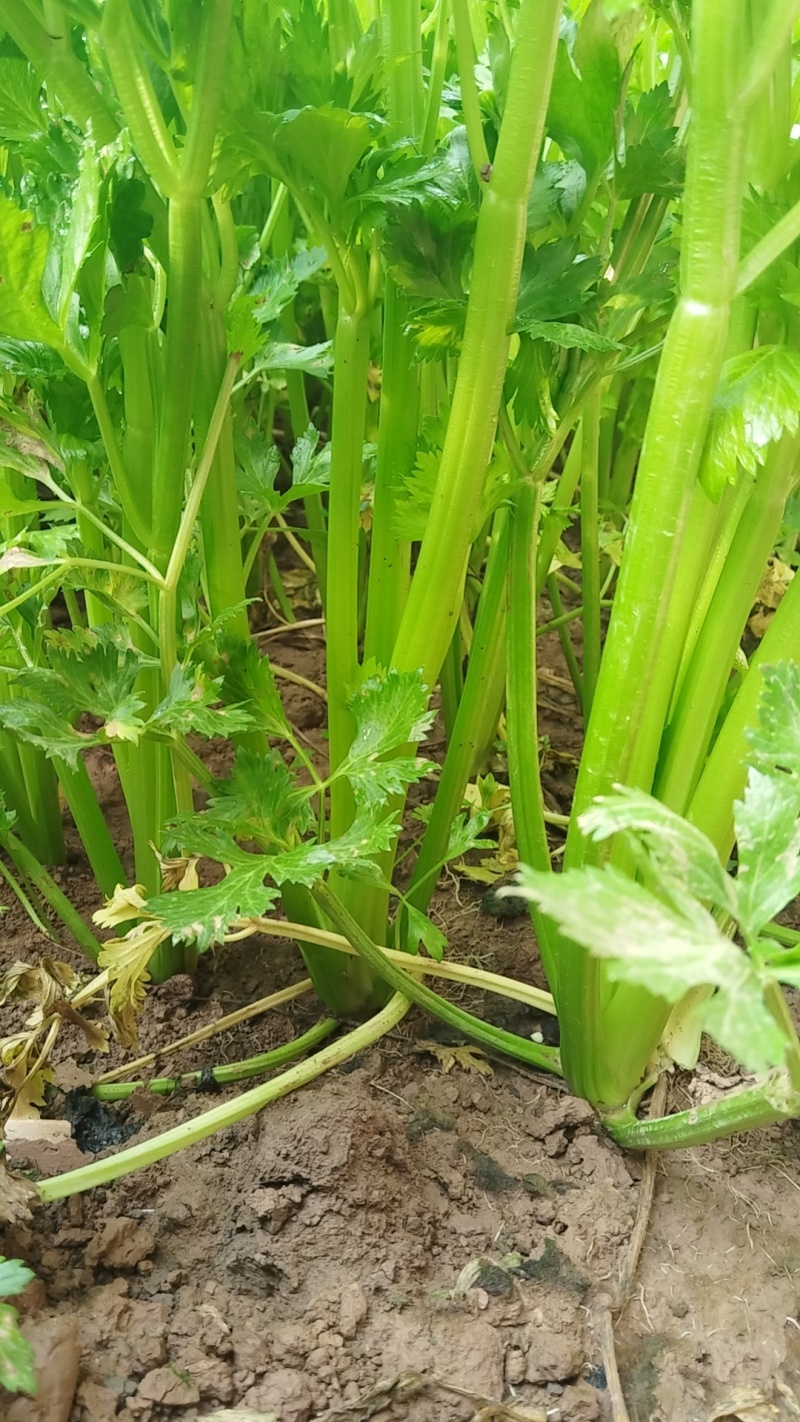 温室芹菜