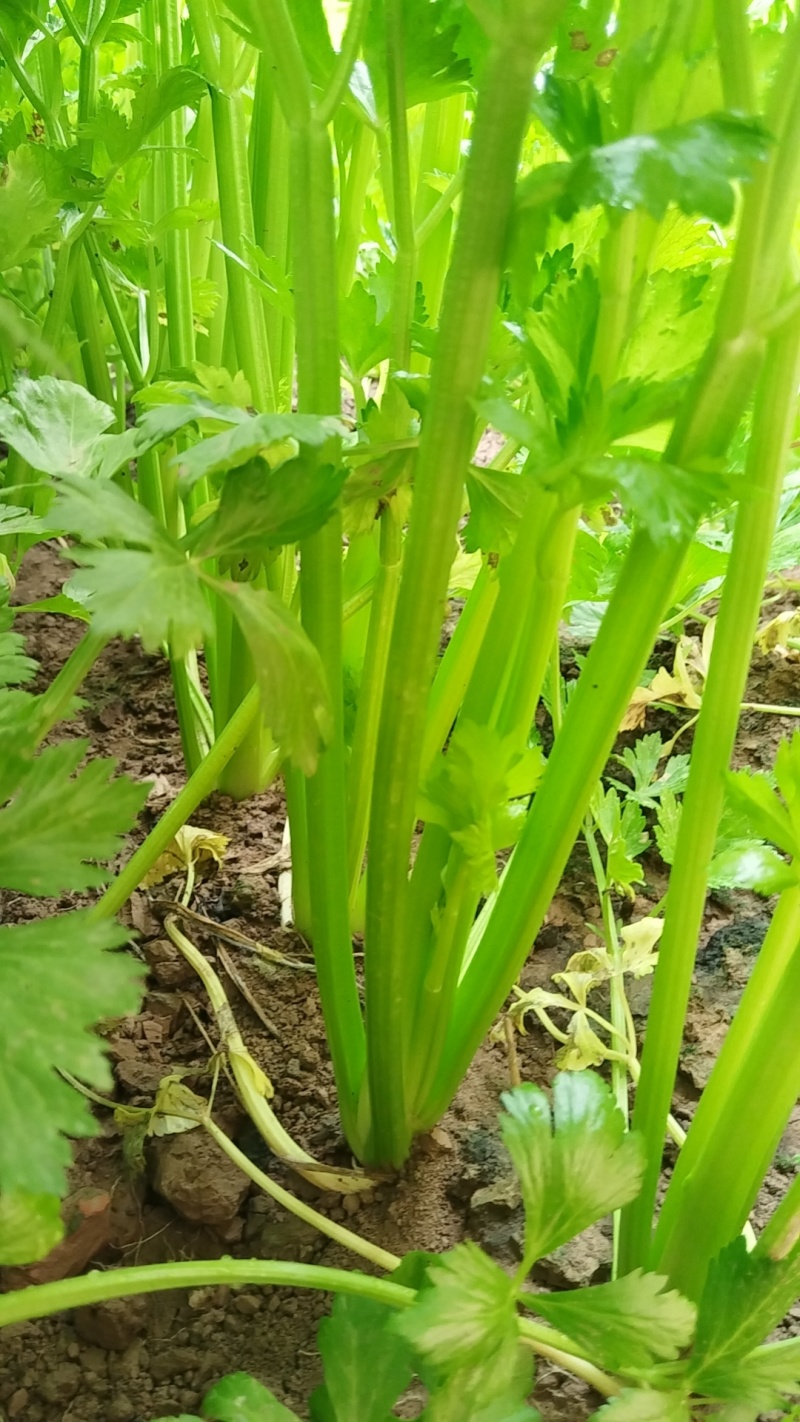温室芹菜