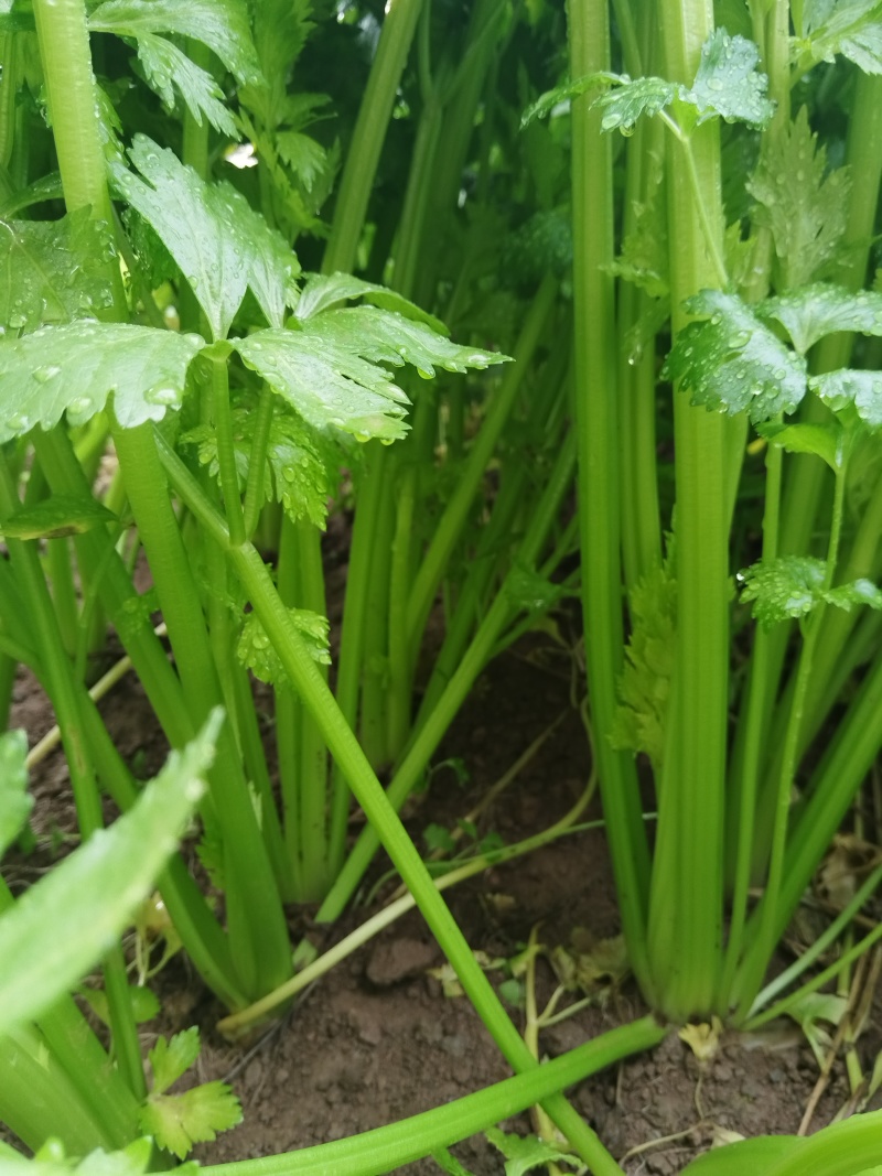 温室芹菜