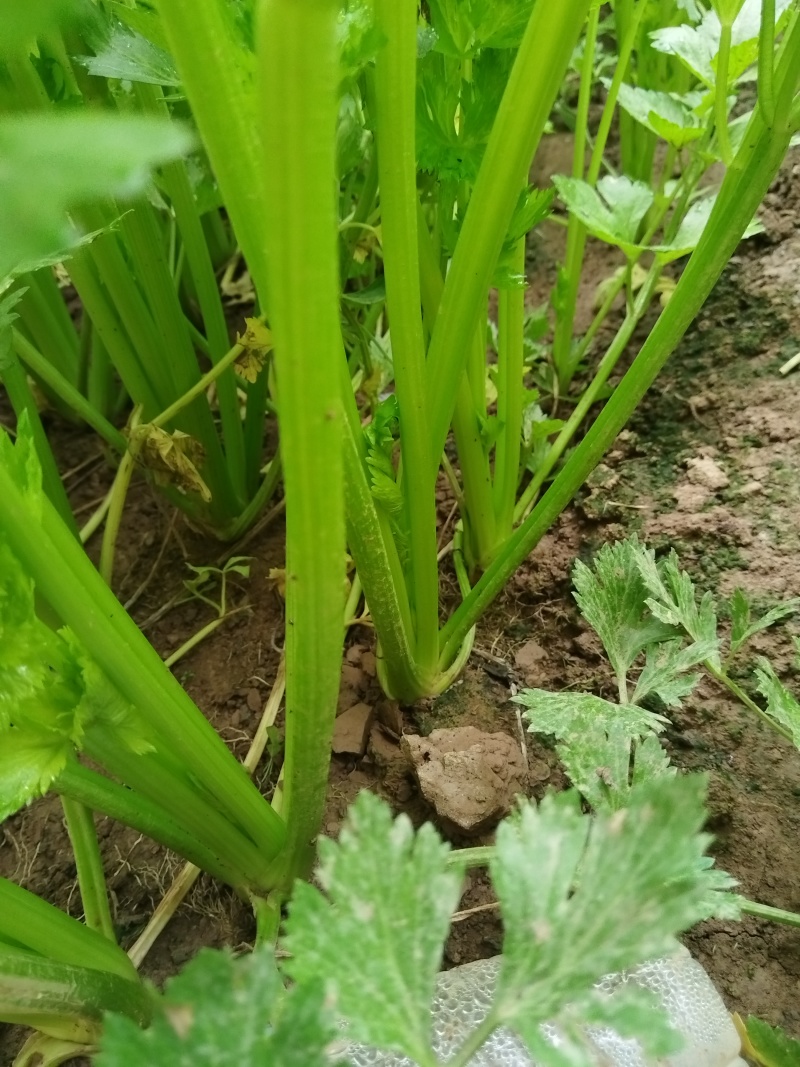 温室芹菜