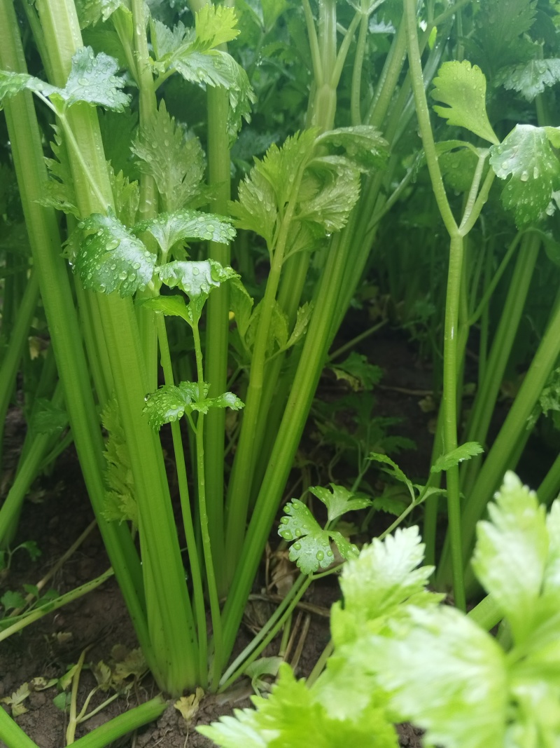 温室芹菜