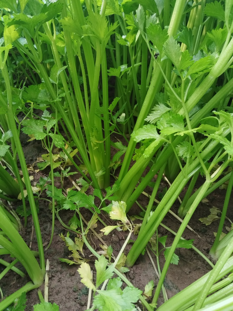 温室芹菜