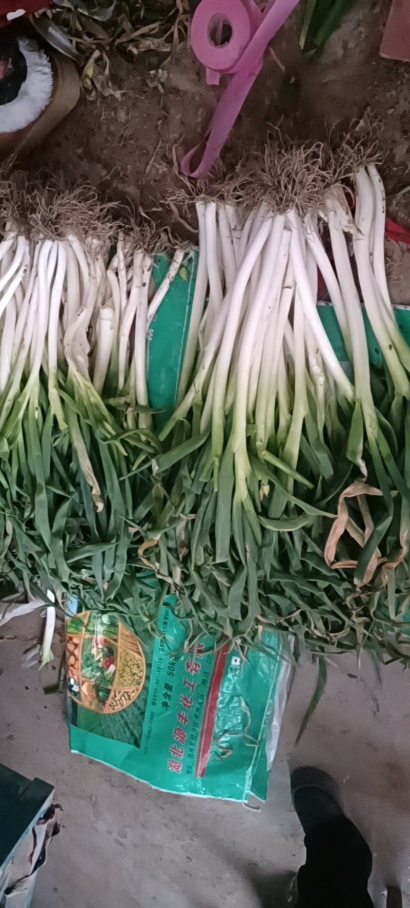 长白大葱