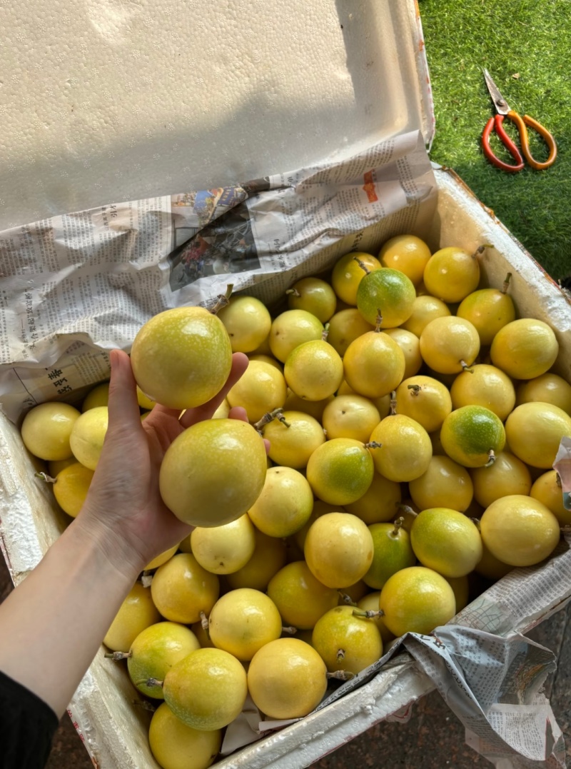 钦蜜9号百香果